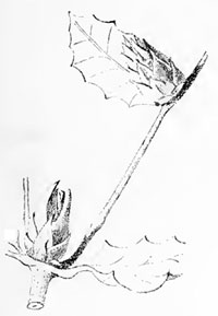 Contarinia ccciferae: galls on Quercus ilex