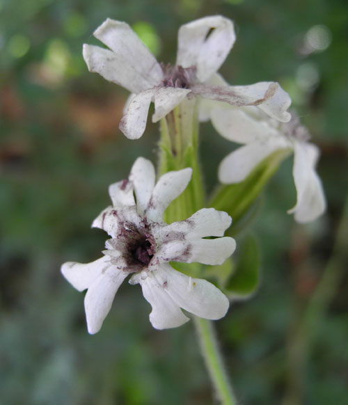 Microbotryum lychnidis-dioicae: gall on Silene latifolia