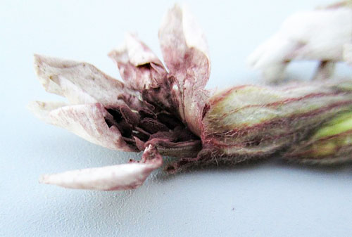 Microbotryum lychnidis-dioicae on Silene latifolia