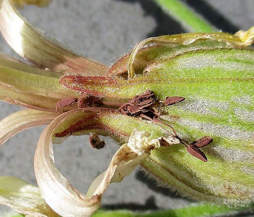 Microbotryum lychnidis-dioicae on Silene latifolia