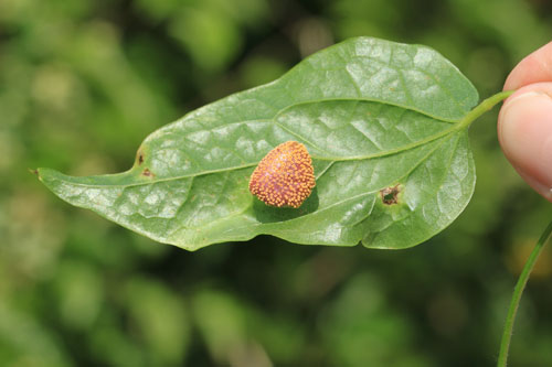 Aecidium clmatidis: aecia on Clemmatis vitalba