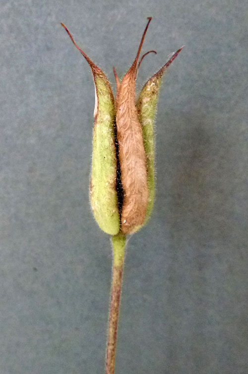 Phytomyza krygeri: feeding trace on Aquilegia cult.