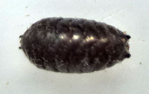 Phytomyza krygeri: puparium