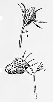Contarinia campanulae on Campanula rotundifolia