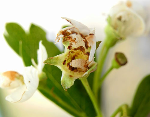 Anthonomus crataegarius on Crataegus monogyna: opened gall