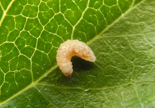 Anthonomus crataegarius on Crataegus monogyna: larva