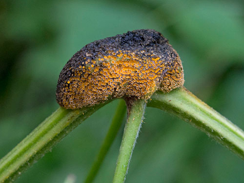 Aecidium clematidis: aecia on Clematis vitalba