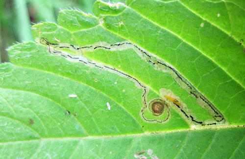 Liriomyza eupatorii: occupied mine on Galeopsis spec.