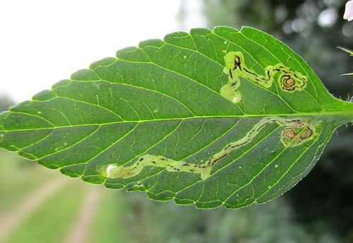 Liriomyza eupatorii: vacated mines on Galeopsis spec.