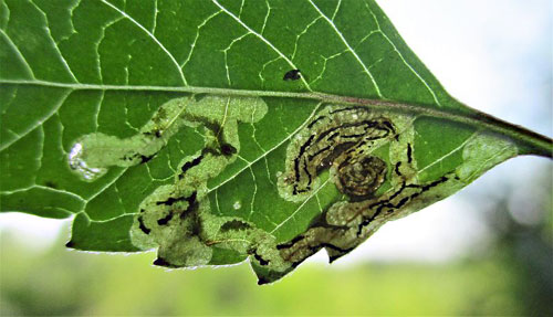 Liriomyza eupatorii: vacated mine on Galeopsis spec.