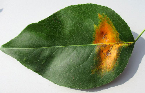 Tuberculina persicina on Gymnosporangium sabina on Pyrus communis