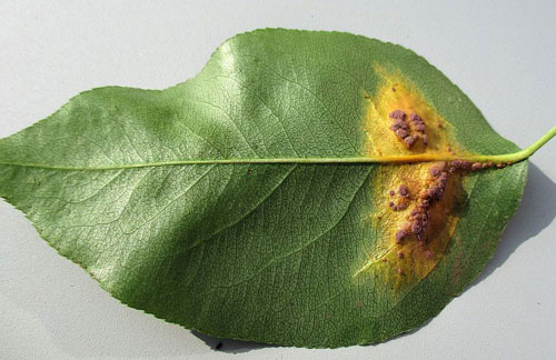 Tuberculina persicina on Gymnosporangium sabina on Pyrus communis