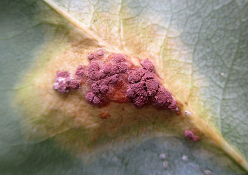 Tuberculina persicina: sporodochia