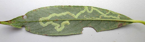 Phyllocnistis valentinensis: mine on Salix alba