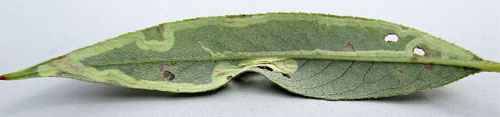 Phyllocnistis valentinensis: mine on Salix alba