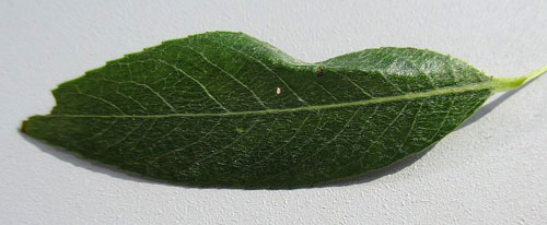 Phyllocnistis valentinensis: mine on Salix alba