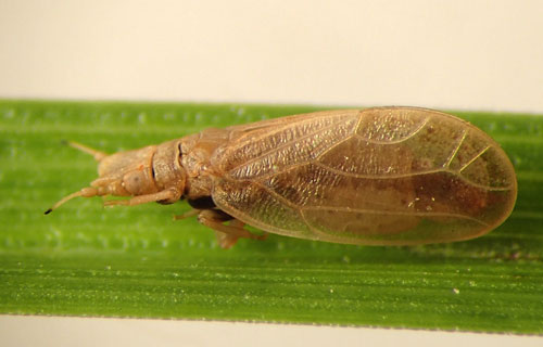 Livia crefeldensis: female imago