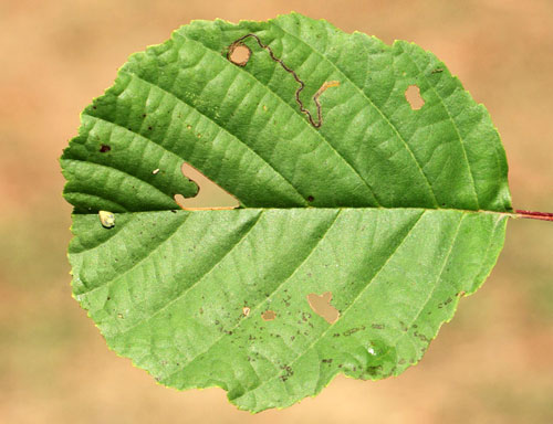 Stigmella glutinosae: occupied mine on Alnus glutinosae