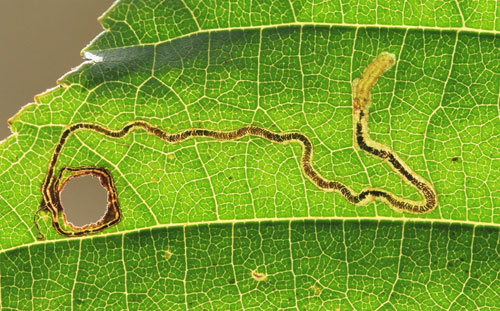 Stigmella glutinosae: occupied mine on Alnus glutinosae