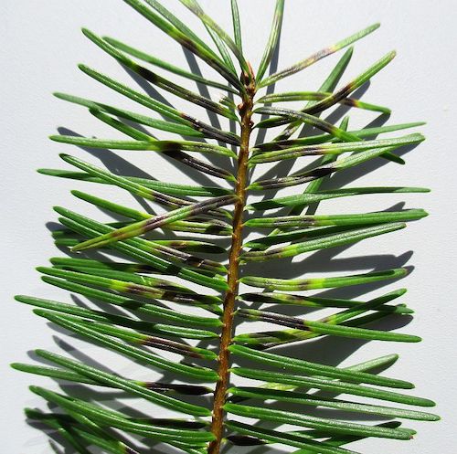 Contarinia pseudotsugae on Pseudotsuga menziesii