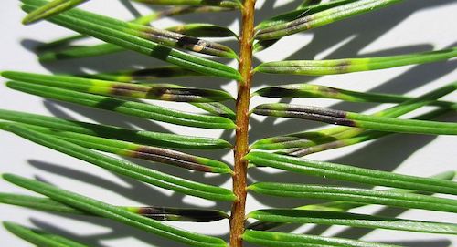 Contarinia pseudotsuga e on Pseudotsuga menziesii