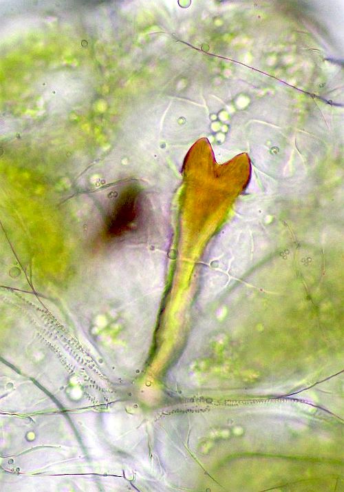 Contarinia pseudotsugae: spatula