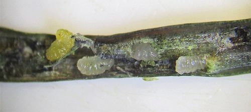 Contarinia pseudotsugae: larvae