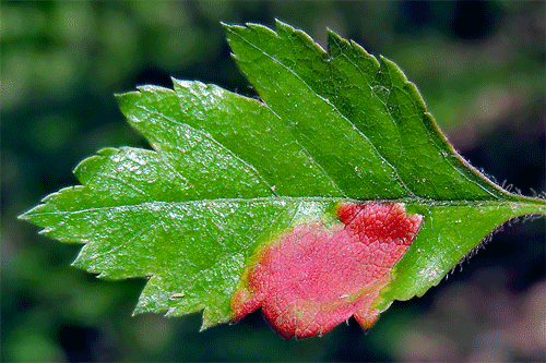 Taphrina crataegi on Crataegus nigra