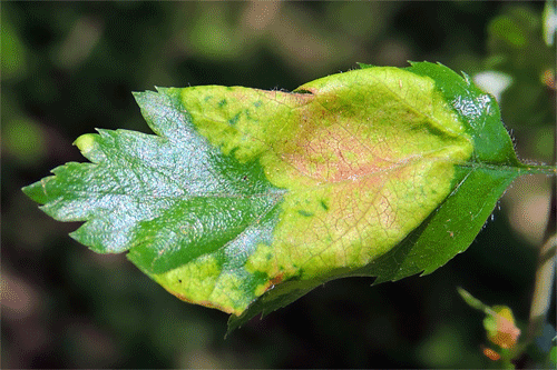 Taphrina crataegi on Crataegus nigra