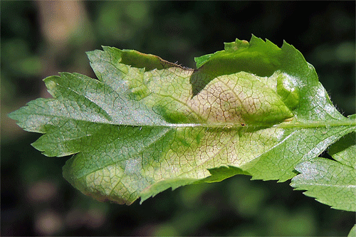 Taphrina crataegi on Crataegus nigra