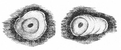 Diaspidiotus cecconii: female and male scales