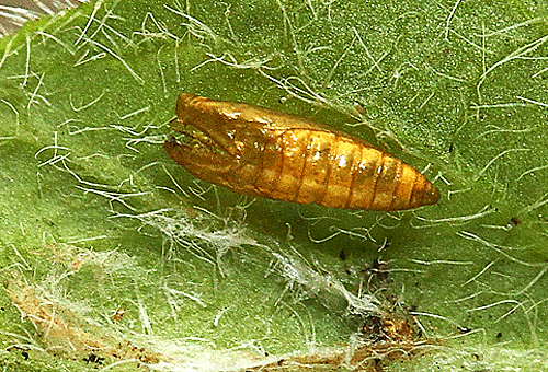 Stephensia brunnichella: exuvium