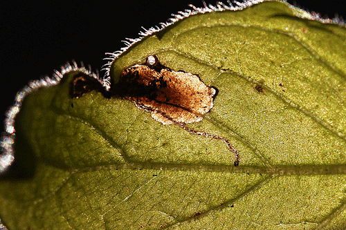 Stephensia brunnichella: secondary mine on Clinopodium vulgare