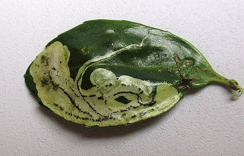 Phytomyza jucunda: mine in Ilex crenata