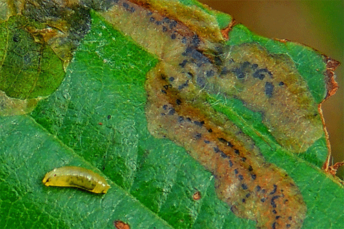 Agromyza alnivora: frass pattern
