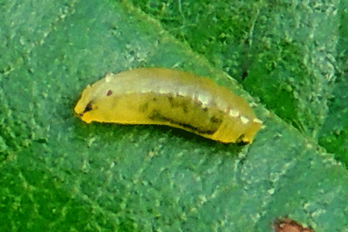 Agromyza alnivora: larva