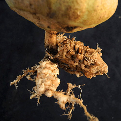 Plasmodiophora brassicae: root gall on Brassica oleracea