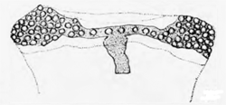 Phytomyza cicutae: post. spiraculum
