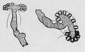 Phytomyza nepetae: spiracula