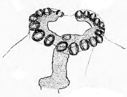 Phytomyza albimargo: post. spiraculum