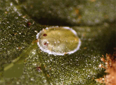 Aleurotulus nephrolepidis: puparium