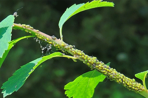 Aphis spiraecola on Spiraea x vanhouttei