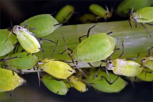 Aphis spiraecola: larvae