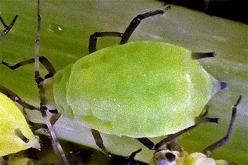 Aphis spiraecola: aptera
