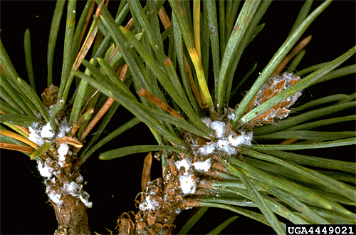 Pineus strobi