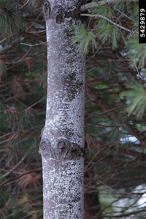 Pineus strobi