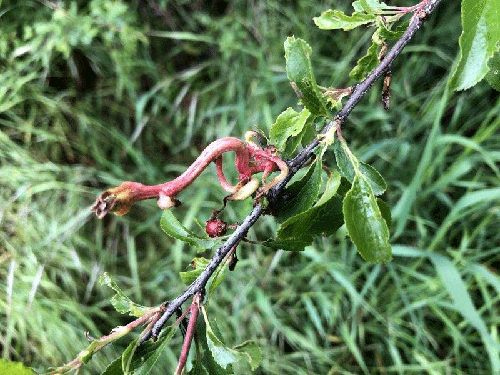 Taphrina pruni: gall on Prunus spinosa