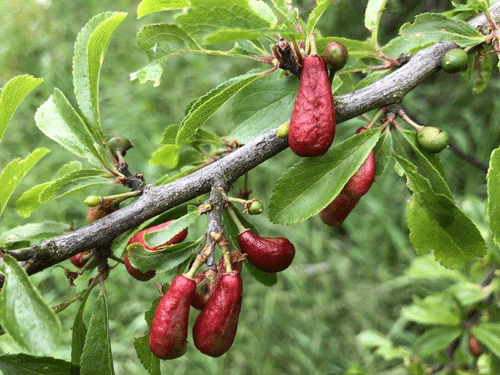 Taphrina pruni: galls on Prunus spinosa