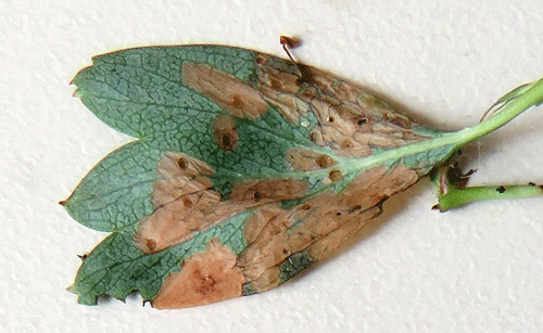 Scythropia crataegella: vacates mines on Crataegus monogyna