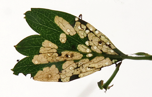 Scythropia crataegella: vacates mines on Crataegus monogyna